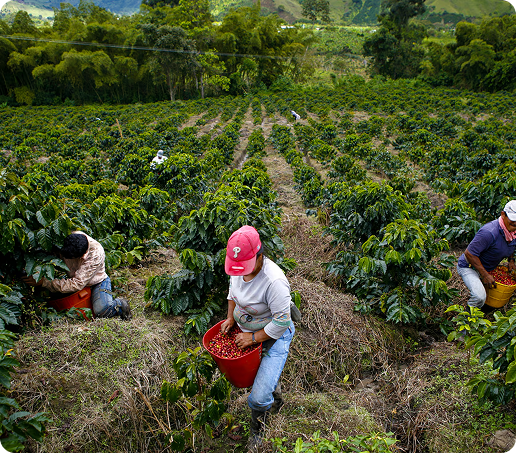 personas recolectando café